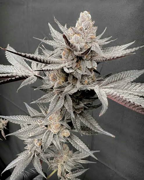 Gas Guzzler (Regular Seeds)