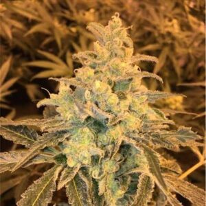 Honey Banana