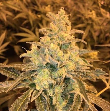 Honey Banana