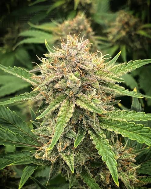 Chemmunity Service (Feminized)