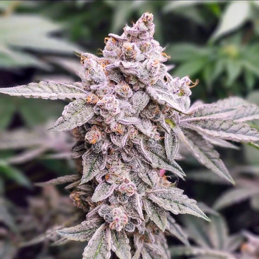 Mephisto's Wedding (Feminized)