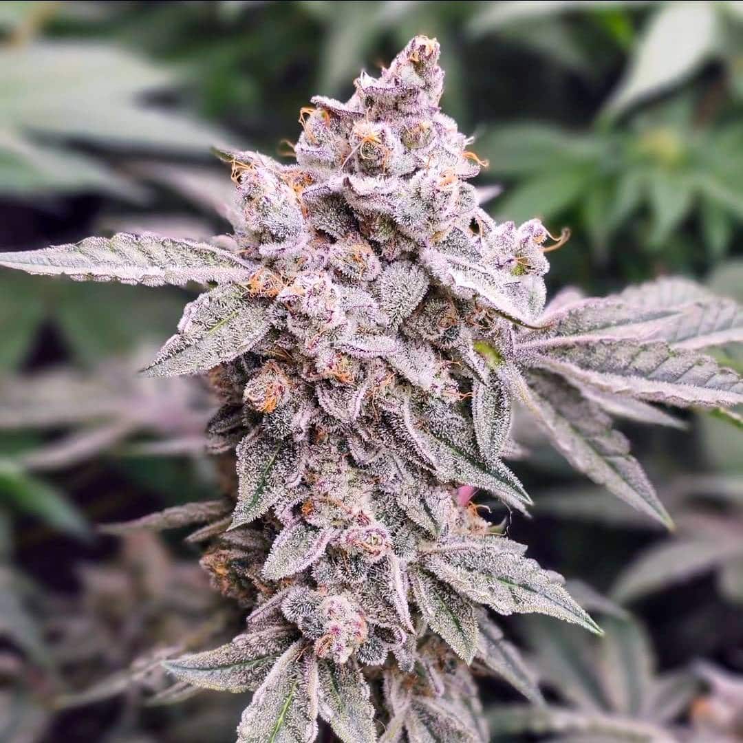 Mephisto's Wedding (Feminized)